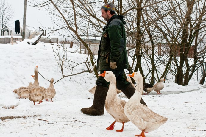 Гуси на подворье