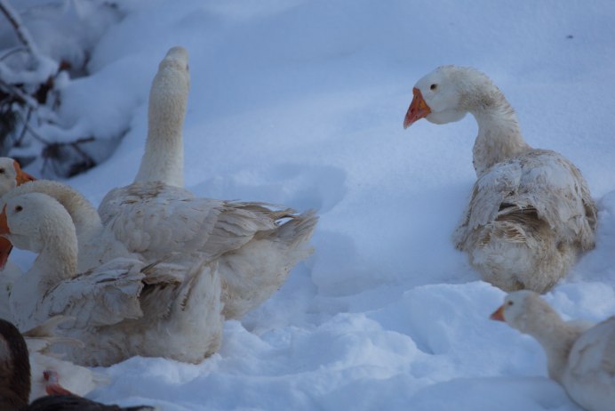 Домашние гуси зимой