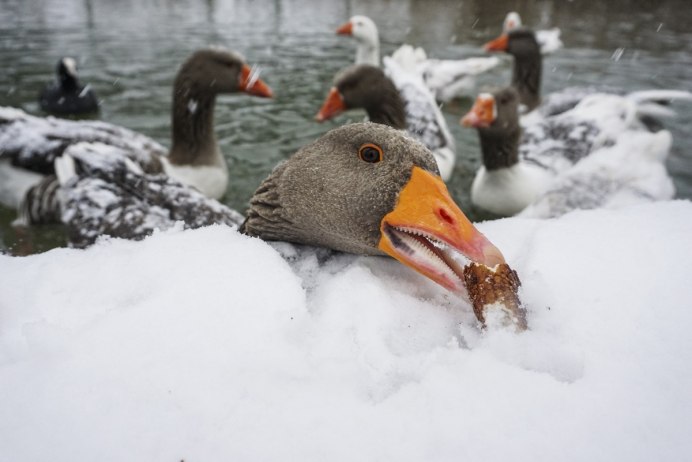Белый Гусь остров Врангеля