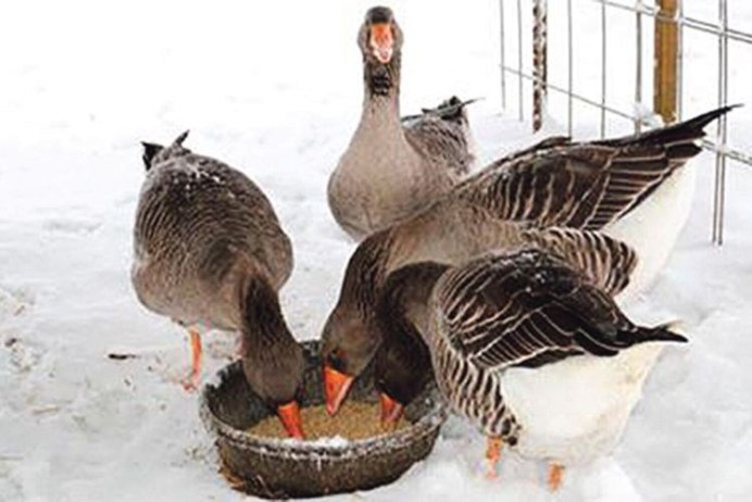 Домашняя птица зимой