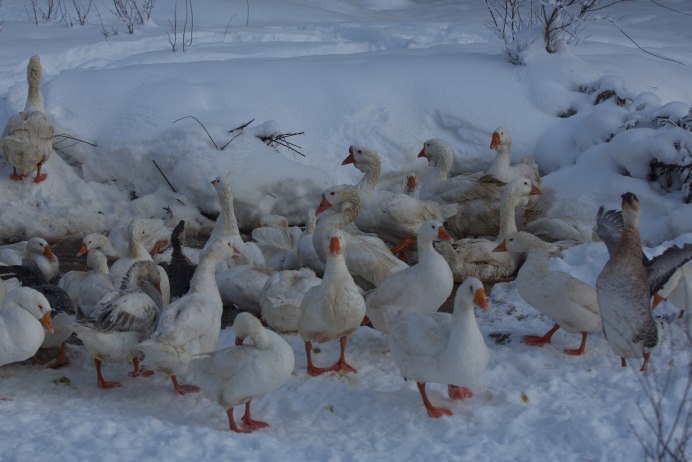 Гусятник на 20 гусей зимний
