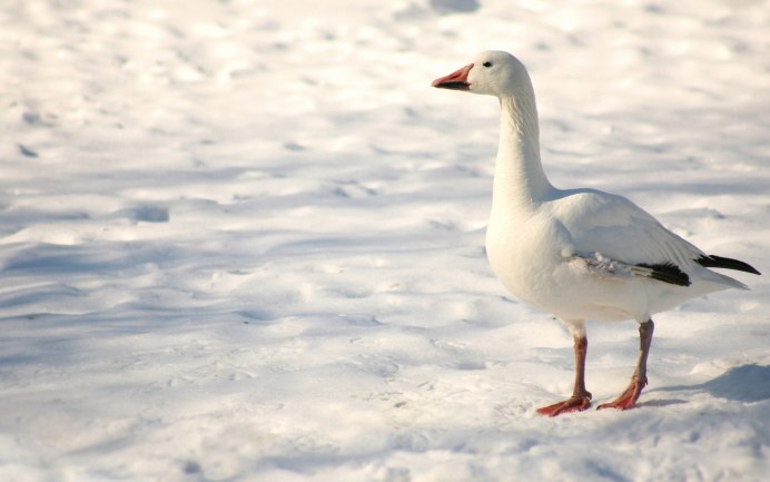 Гусь домашний