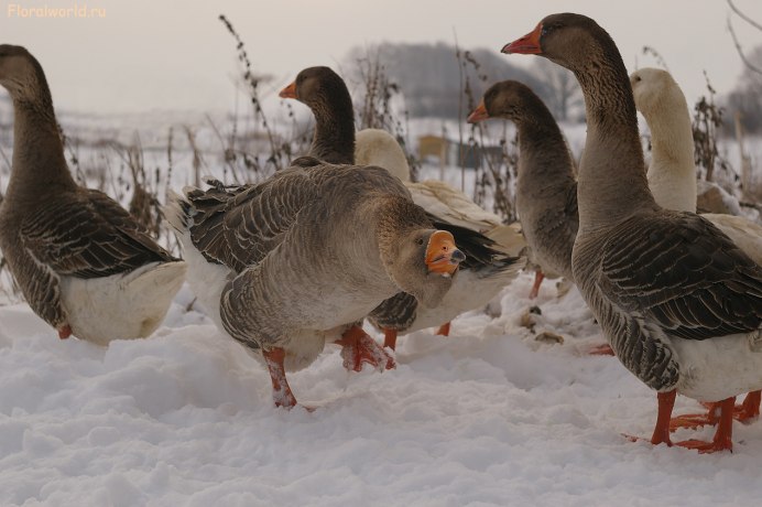 Домашние гуси зимой