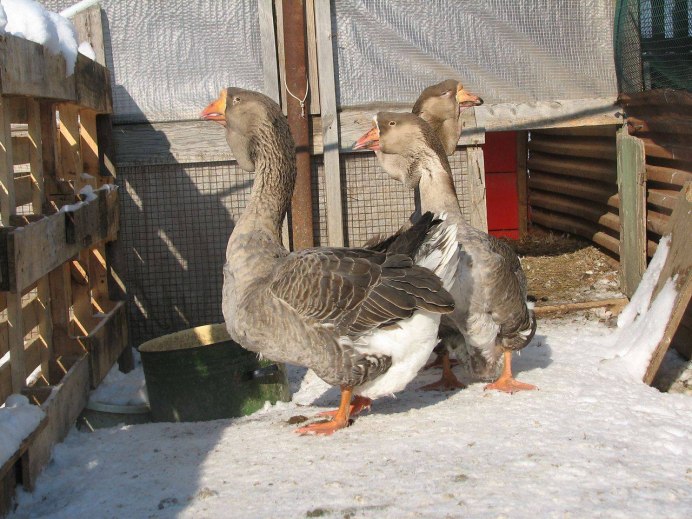 Фото гусей диких зимой