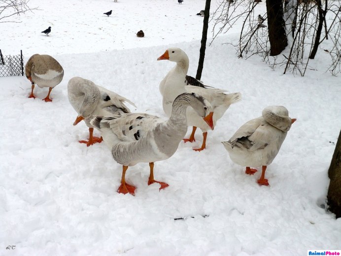 Зимний Гусь