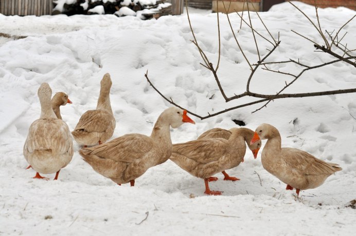Зимующие гуси