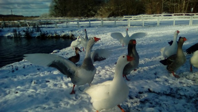 Белые гуси Арктики