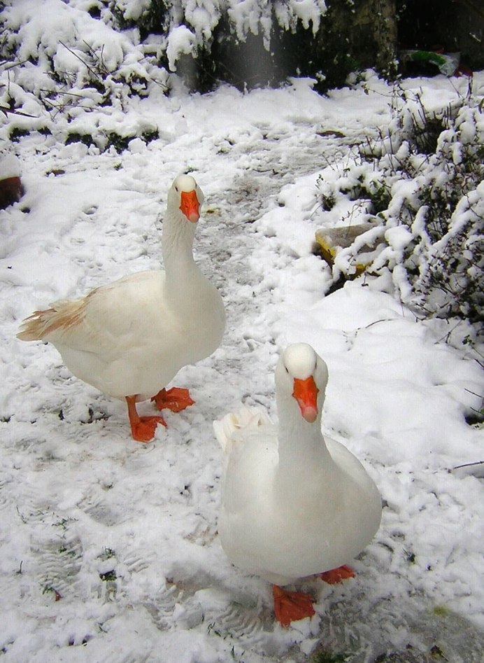 Лебеди на льду