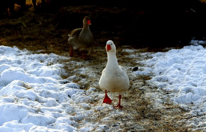 Гуси зимой