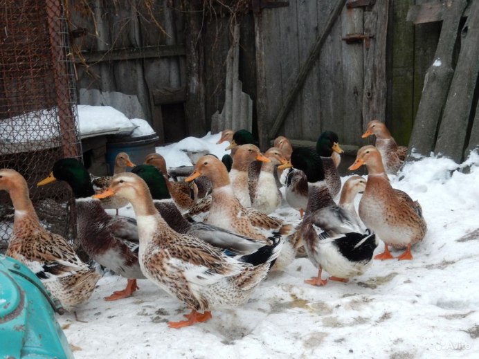 Лебеди в Арктике