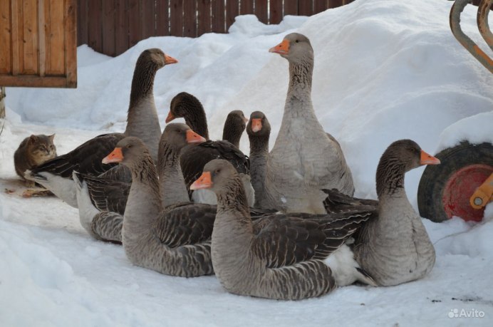 Гуси на снегу