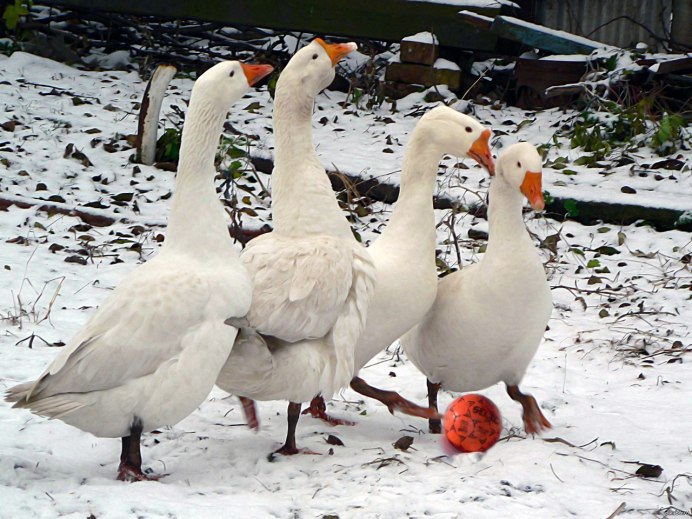 Гуси зимой