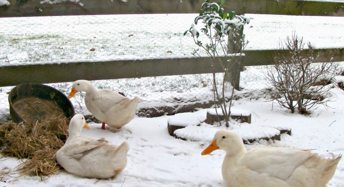 Робин Гусь птица