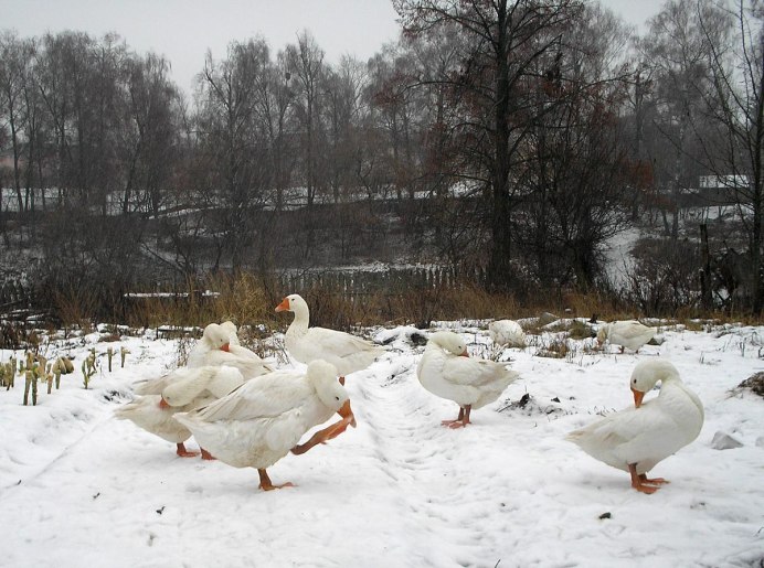 Домашняя птица зимой