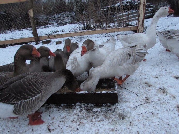 Домашние гуси зимой