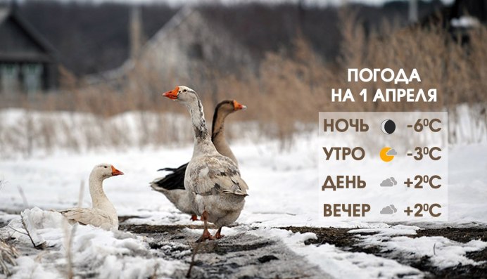 Украинская серая порода уток