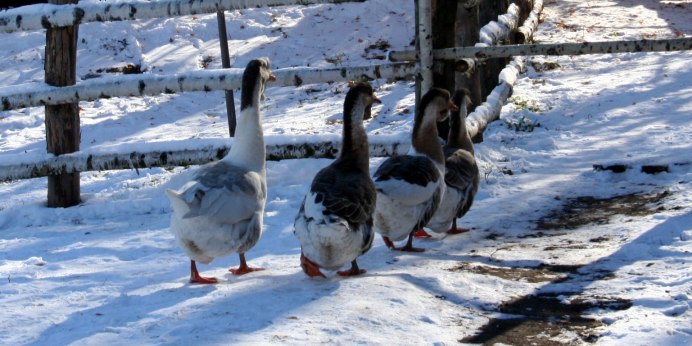 Снежный Гусь