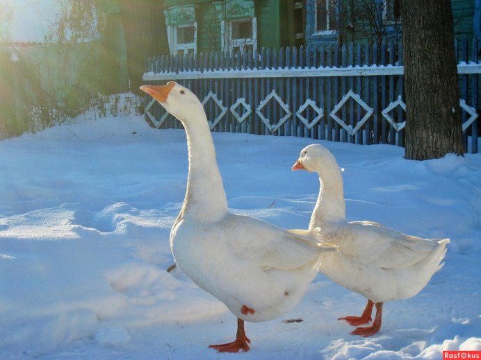 Зима птицы домашние