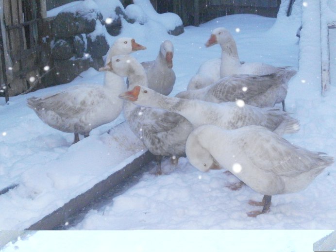 Гуси зимой на снегу
