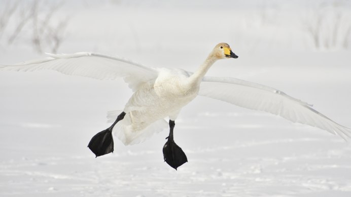 Весенний Гусь