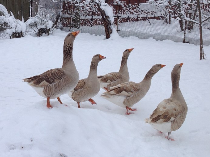 Владимирские глинистые гуси
