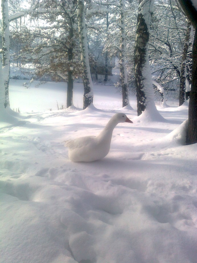 Утки в тундре