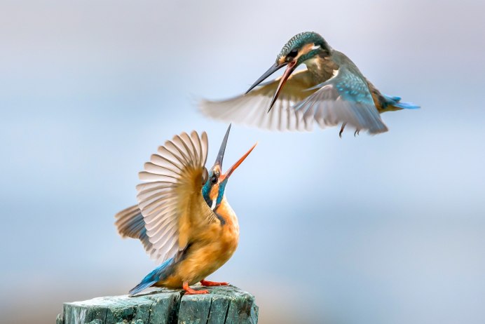 Kingfisher Swift