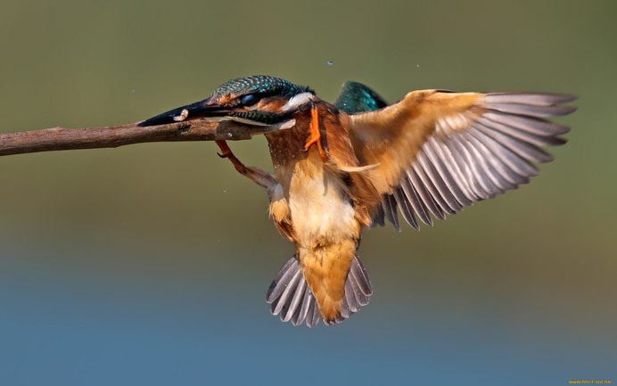 Death of a Kingfisher
