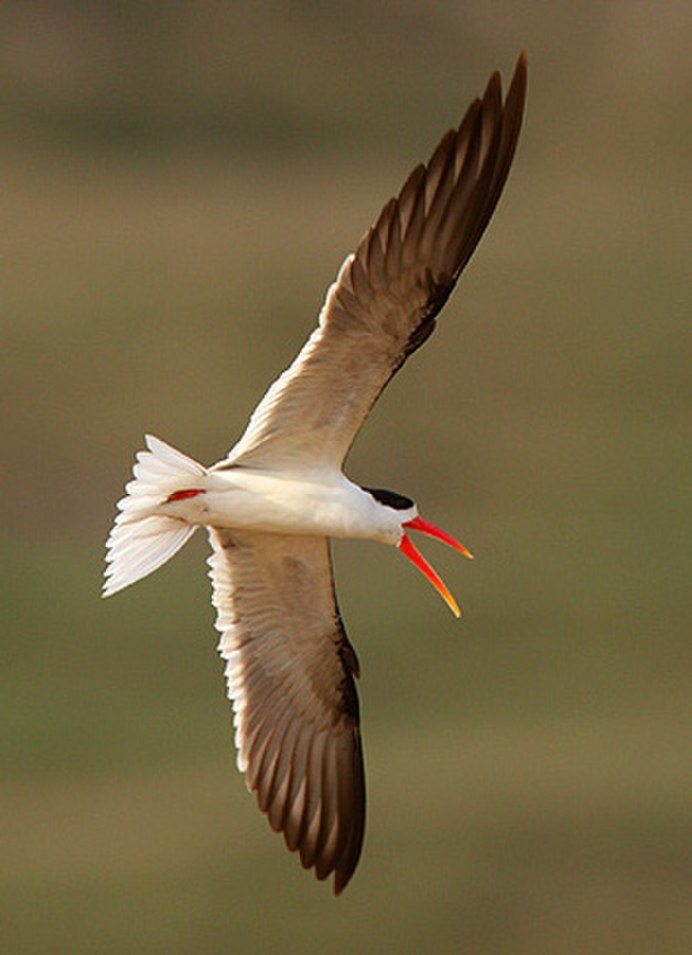Skimmer птица