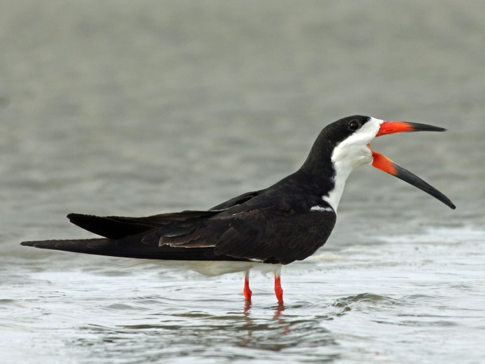 Водорезы в море