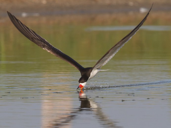 Skimmer птица
