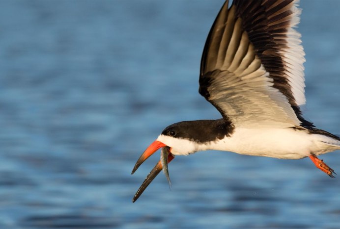 Rynchops flavirostris
