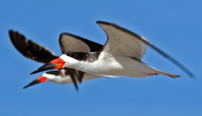 Skimmer птица