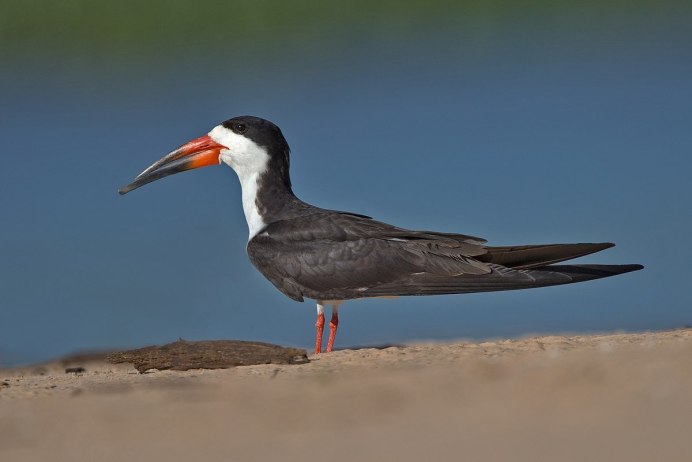 Rynchops flavirostris