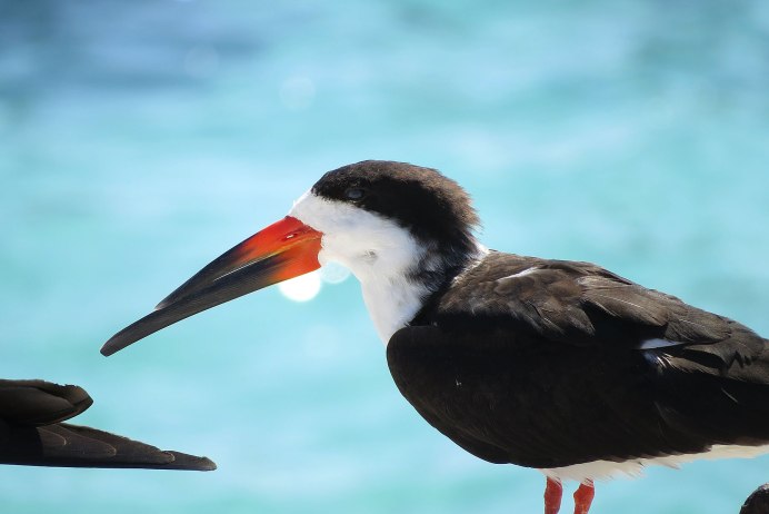 Rynchops flavirostris