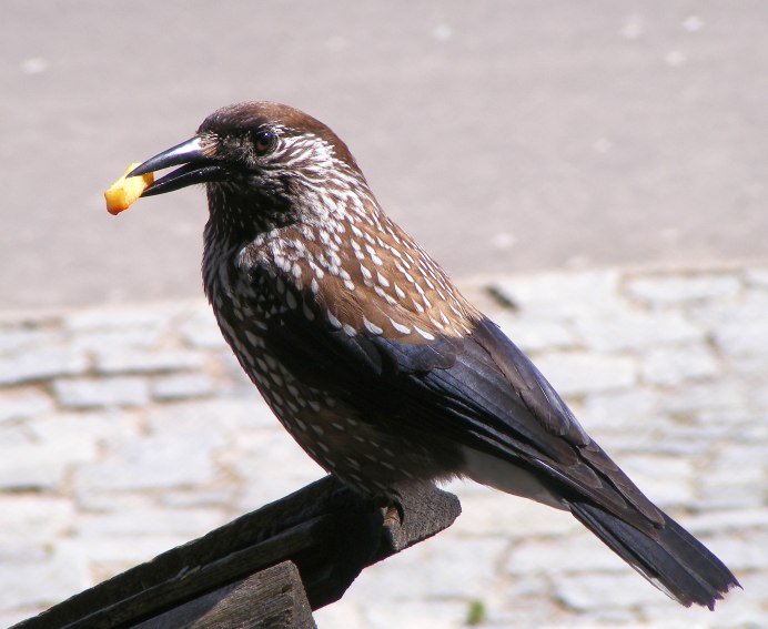 Falco rupicoloides