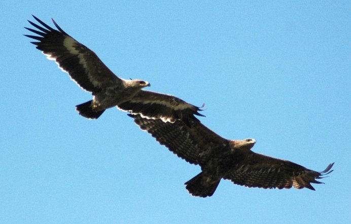 Белоголовый Орлан Камчатка