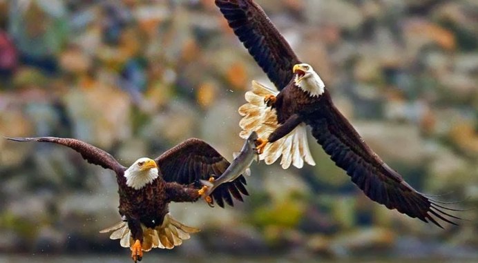 Орлан Орел Коршун