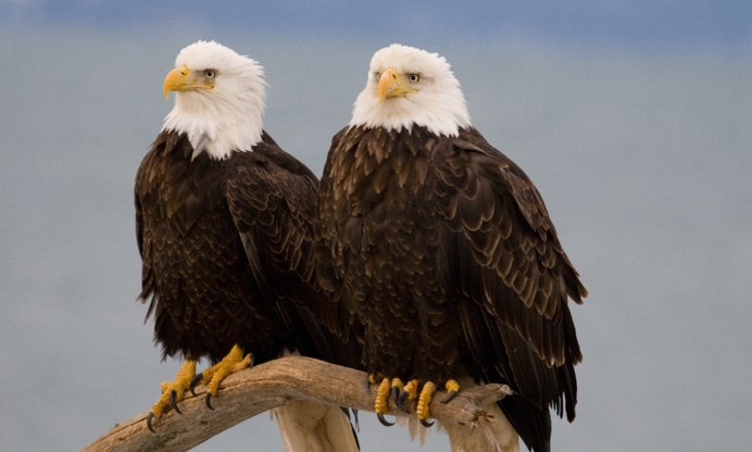 Гнездо белоголового орла