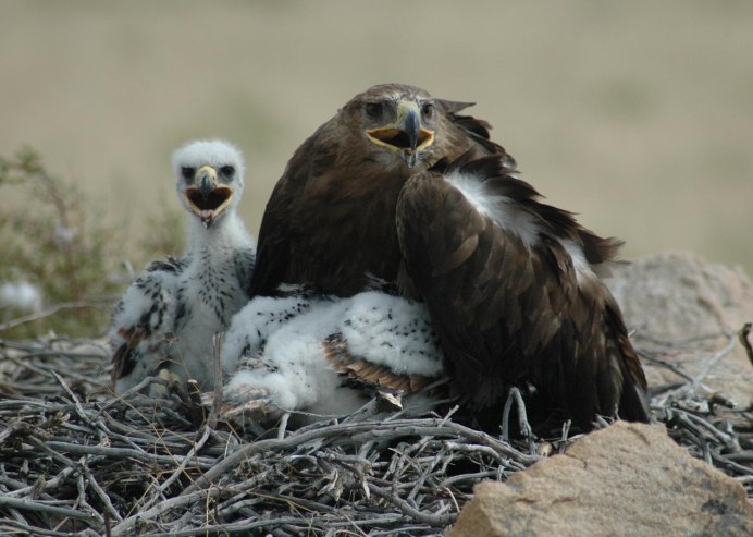 Белоголовый Орлан танец