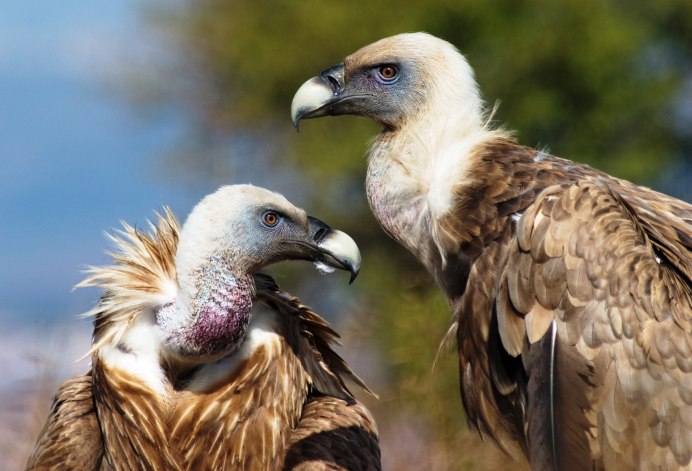Птенец белоголового сипа