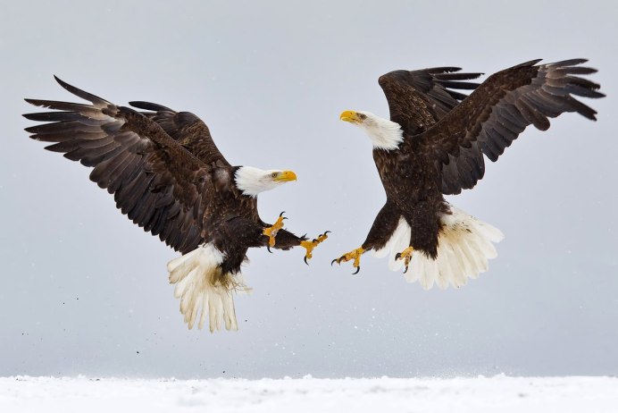 Орел орлица Орленок