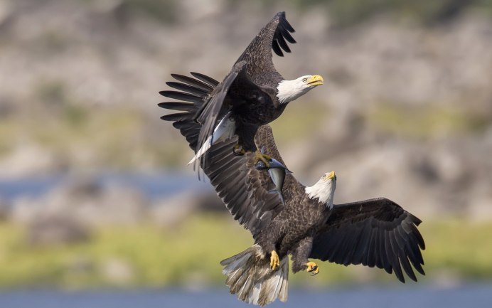 Птица Скопа в гнезде