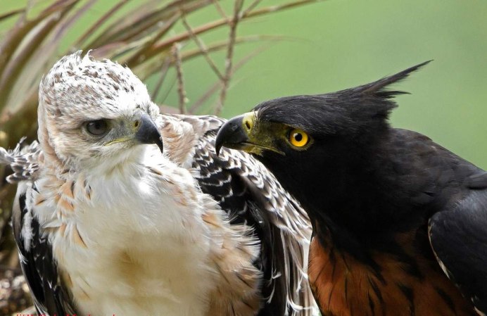 Gyps fulvus белоголовый СИП