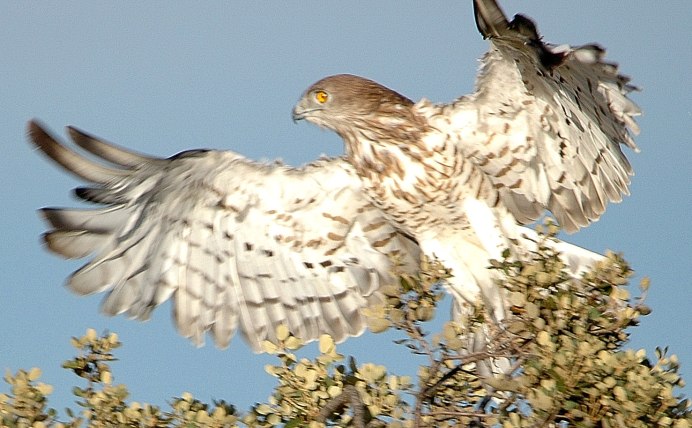 Степной Орел птенцы