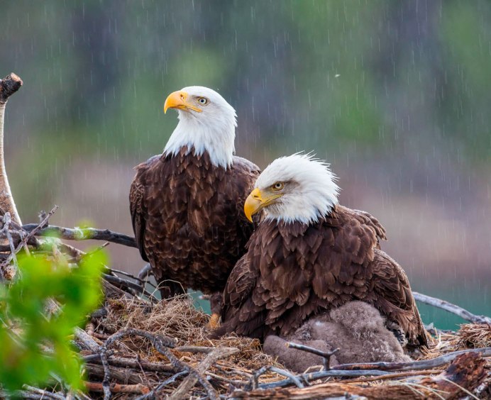 Орлица самка орла
