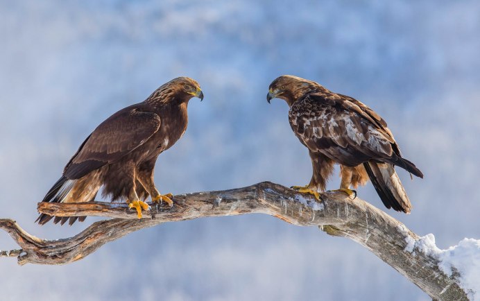 Белоголовый Орлан Северной Америки