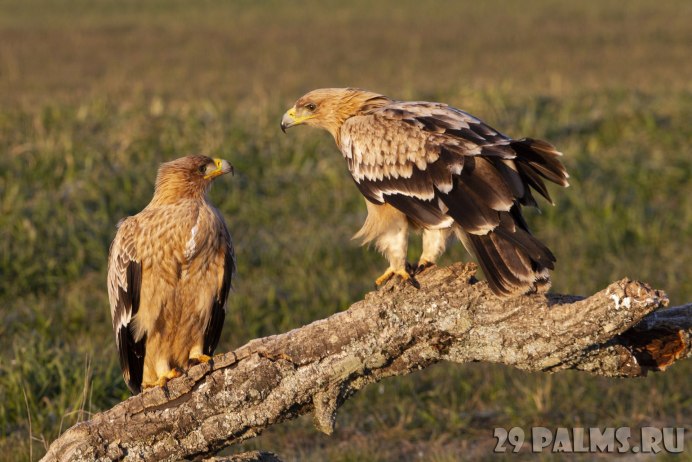 Орел и Коршун