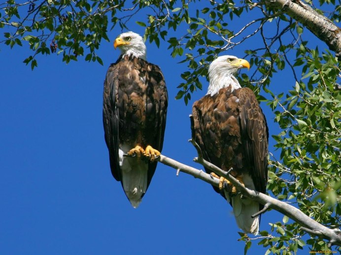 Орлан белохвост самец