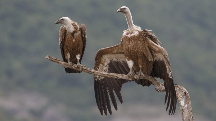 Белоголовый Орел